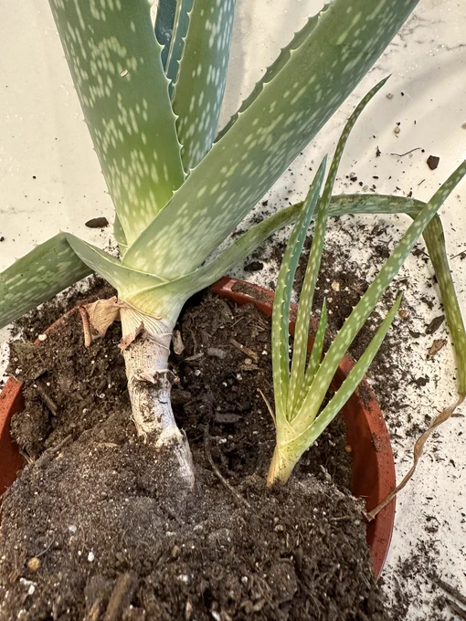Aloe and baby aloe, attached but out of their pot