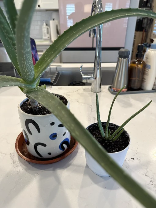 Aloe and baby aloe in separate pots