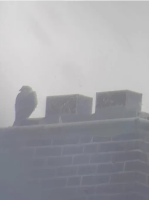 Photo of a newly fledged peregrine falcon chick perched on a South Hall chimney.