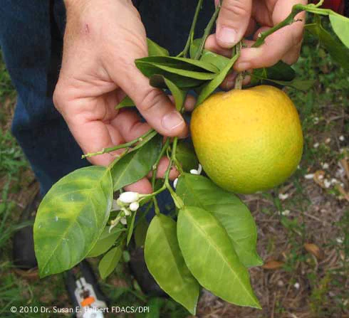 Two hands hold a branch that shows the asymmetrical yellow mottling of green leaves and odd shape and half green half yellow color of a fruit, symptoms of Huanglongbing. Credit: Dr. Susan E. Halbert.
