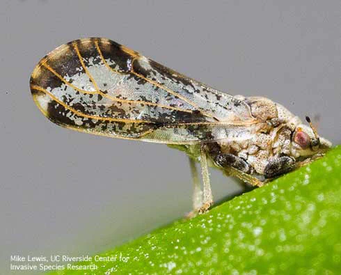 Adult Asian citrus psyllid in characteristic pose of head near leaf surface and abdomen high in the air. Credit: Mike Lewis, UC Riverside Center for Invasive Species Research.