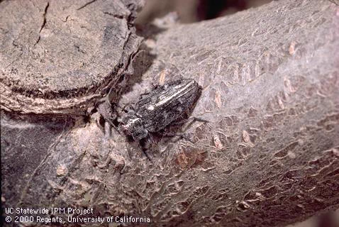 A bronzy adult Pacific flatheaded borer hangs out on a tree branch. Credit: Jack Kelly Clark.