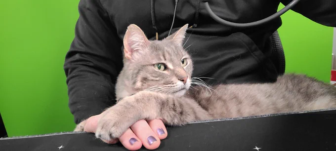 Photo of the cat, Swanson, sitting in Joel's lap while he sits inferring of a green screen