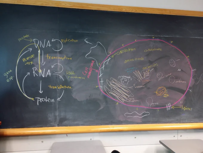 Drawing on a chalkboard depicting a eukaryotic cell on the right and a diagram of the central dogma of molecular biology on the left.