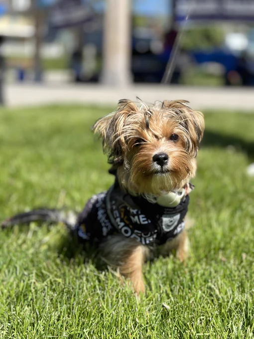 Yorkie Puppy