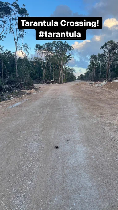Taratula crossing the street after constructions began in housing complexes in Tulum in the Jungle.