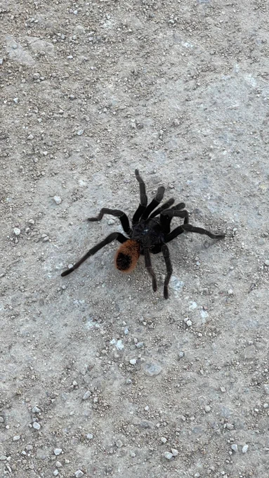 Taratula that is the size of a hand moving from one side of the jungle to the other after constructions began in a housing complex in Tulum. #tarantula #tulum