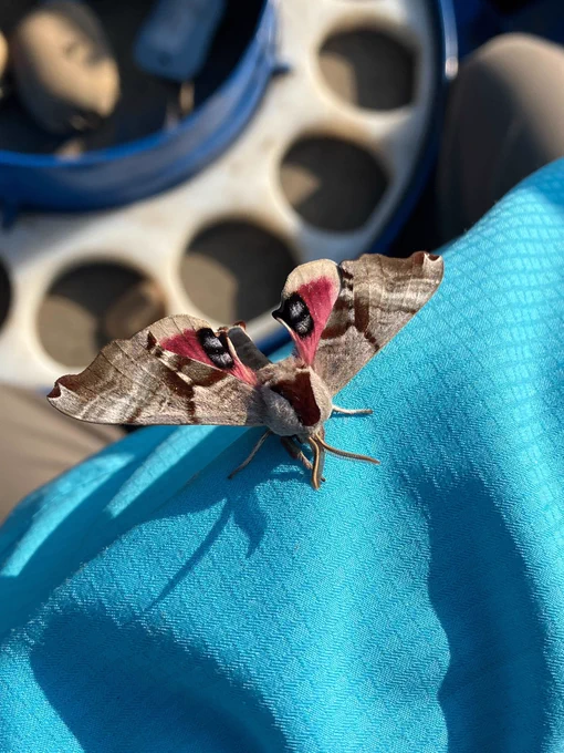 A gray moth with a section of pink of each wing. Sitting on a blue shirt