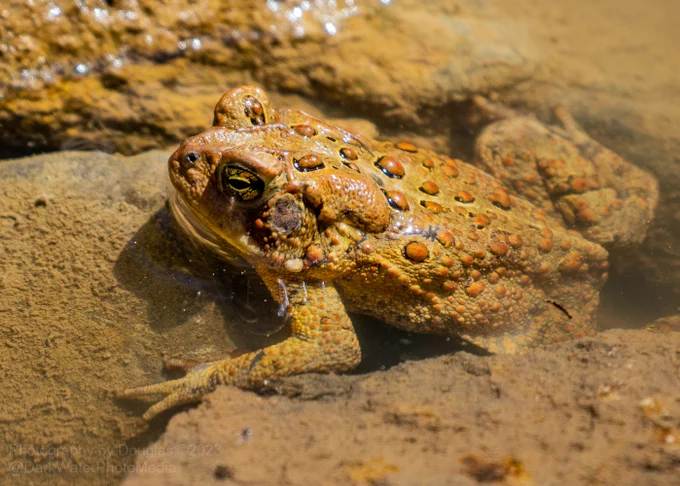 Like frogs, toads are amphibians. They differ from most frogs because they have dry skin, warts, crests behind the eyes, and parotoid glands. The parotoid glands produce a poisonous secretion that helps the toad defend itself from predators. https://www.nwf.org/Educational-Resources/Wildlife-Guide/Amphibians/Toads