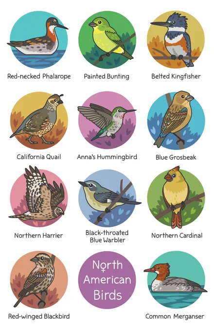 A poster with 11 female birds: Red-necked Phalarope, Painted Bunting, Belted Kingfisher, California Quail, Anna's Hummingbird, Blue Grosbeak, Northern Harrier, Black-throated Blue Warbler, Northern Cardinal, Red-winged Blackbird, Common Merganser.
