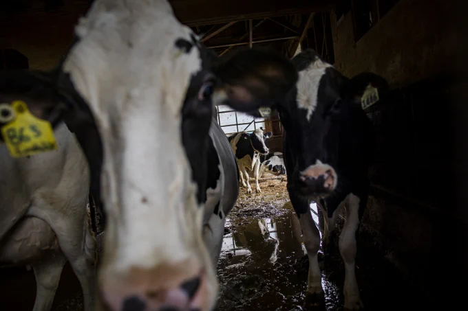 Dairy cows are pictured at the U & D Meier Dairy after flood waters receded in the Sumas Prairie in Abbotsford, British Columbia on Monday, November 29, 2021. 