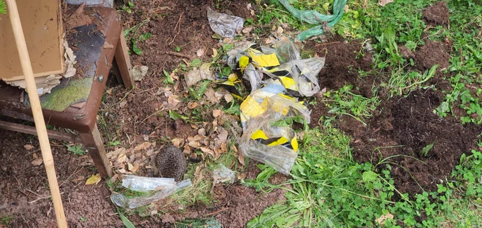Most urban nests use the materials we throw away or leave abandon in our gardens. It is really important when clearing gardens we think there may be a Hedgehogs nesting underneath and at this time of year probably with babies and proceed with caution.
