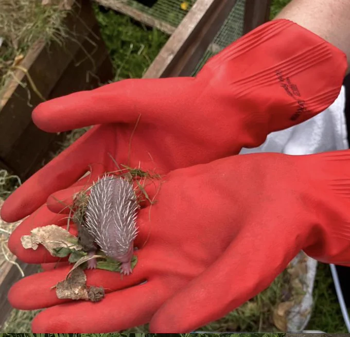 We were eventually able to relocate mother and babies to a safe garden.