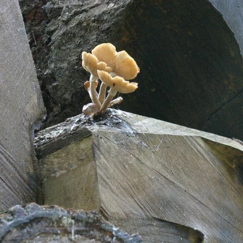 Image shows a small cluster of mushrooms growing out of piece of solid stone. Image citation: https://www.realmushrooms.com/mycoremediation-mushrooms-pollution/