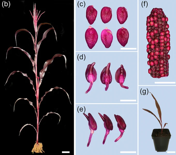 Figure 1. Wang, D., Zhong, Y., Feng, B., Qi, X., Yan, T., Liu, J., ... & Chen, S. (2023). The RUBY reporter enables efficient haploid identification in maize and tomato. Plant Biotechnology Journal. doi: 10.1111/pbi.14071