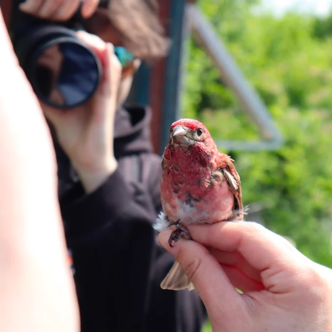 A hand is holding a purple finch (small red bird). The bird is resting on their index finger. 
