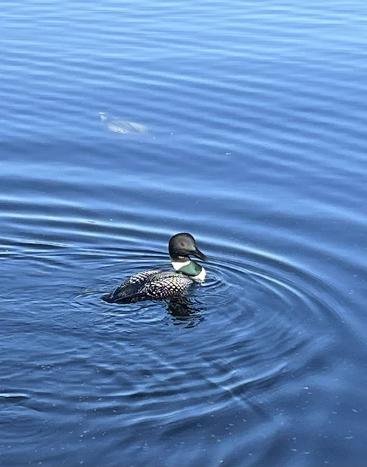 In the foreground, a loon (a black and white waterbird with shiny green feathers in a ring around its neck) floats on rippled blue water. In the background, its mate is visible underwater, coming up from a dive.