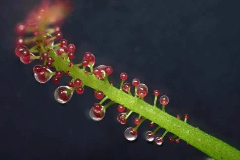 Sticky glands on leaves of the liana Triphyophyllum peltatum that emerge when the plant turns carnivorous
