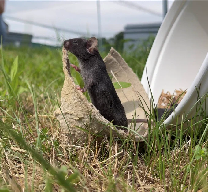 a male C57 laboratory mouse takes its first steps from a paper transfer bucket into an outdoor enclosure, capturing both the literal physical transfer as well as illustrating the broader goal of transitioning studies of lab mice to more realistic contexts.