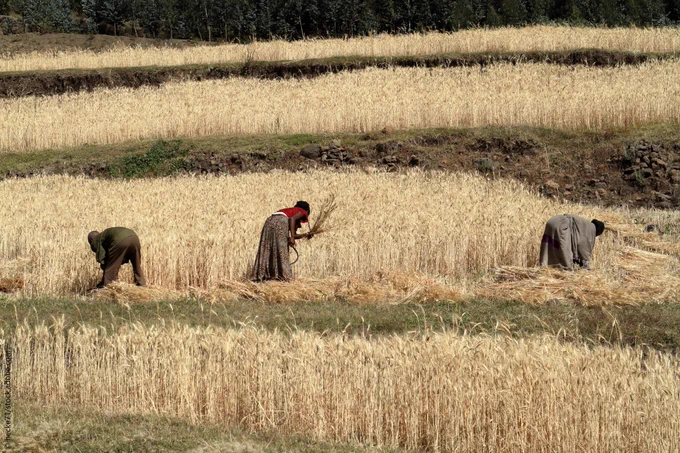 Grain harvest in Ethiopia