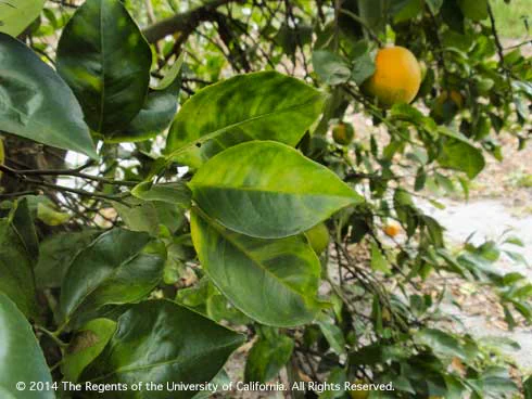 Inside the canopy of a citrus tree that has asymmetrical yellow mottled  leaves and  fruit where the upper half is ripe looking, while the lower part of the fruit is still green, symptoms of Huanglongbing. Credit: Elizabeth Grafton-Cardwell, UCCE.