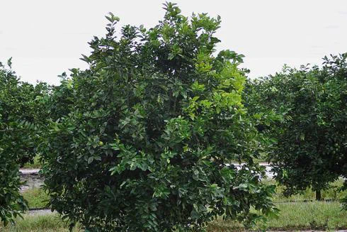 An orange tree in an orchard showing leaf yellowing in the top one-quarter of the canopy due to Huanglongbing. The other leaves are a deep green color. Credit: Michael E. Rogers, University of Florida.