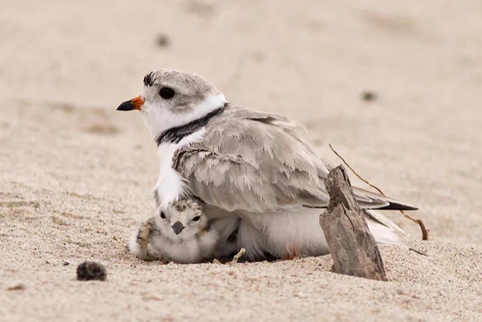 Piping Plover brooding with a chick (Photo by Roger Eriksson).