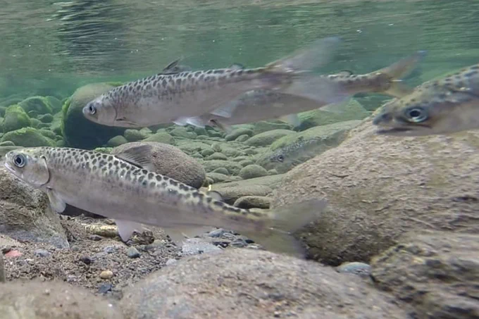 Photograph showing spotted salmon swimming upstream. (Credit: NOAA)