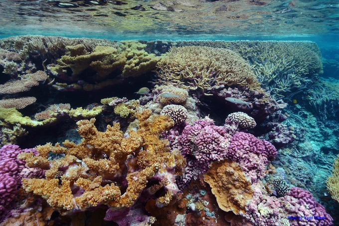 Palmyra Atoll, home to some of the healthiest marine ecosystems in the world and reported to be among the most predator-dominated and biomass-rich reefs and atolls in the Central Pacific Ocean. Credit: Kydd Pollock/The Nature Conservancy.