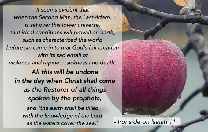 It seems evident that when the Second Man, the Last Adam, is set over this lower universe, that ideal conditions will prevail on earth, such as characterized the world before sin came in to mar God's fair creation with its sad entail of violence and rapine ... sickness and death.

All this will be undone in the day when Christ shall come as the Restorer of all things spoken by the prophets,

and "the earth shall be filled with the knowledge of the Lord as the waters cover the sea."

- Ironside on Isaiah 11
Image: apple covered with rain drops on apple tree in fall 