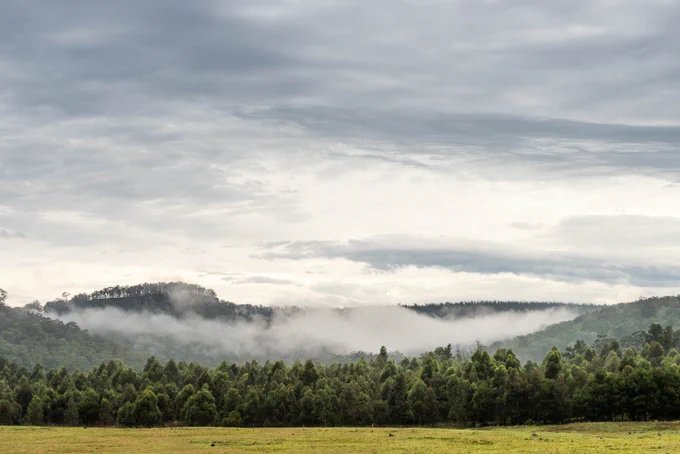 Image Description: A photo of the landscape at Bundanon depicts a thick, misty forest of dark trees under a vast and cloudy sky. Photo by John Jason Moore.