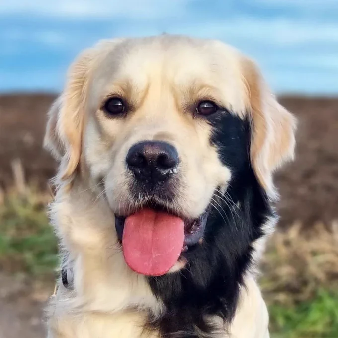 a very fancy headshot of a very fancy girl. a blond golden retriever poses outside in portrait mode, smiling with her reddish pink tongue hanging out. the left side of her face has a large splotch of black fur that runs from her eye down to her neck. it’s a striking contrast.