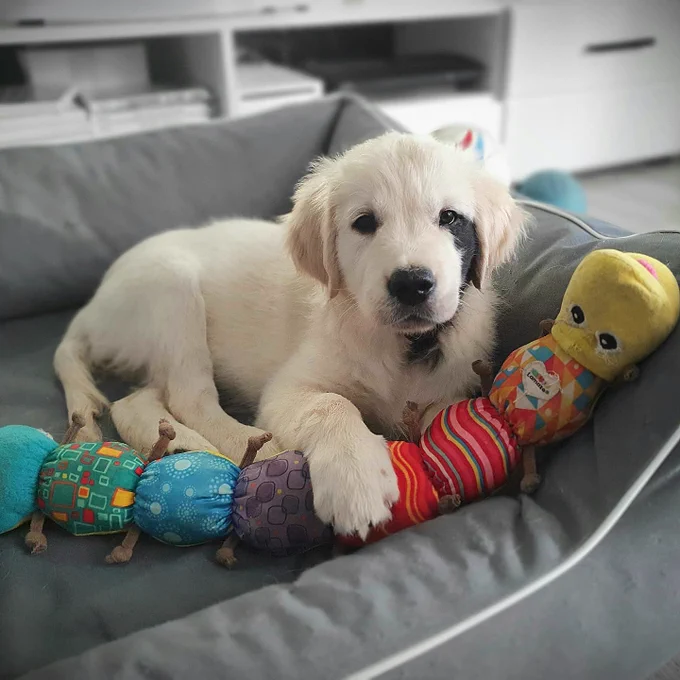 a younger milka the golden rests in a different dark gray dog bed. her black spot of fur is just visible under one eye and a tiny bit below her chin. she’s resting her front paw on a brightly colored stuffed caterpillar toy. her back feet are daintily crossed beside her.