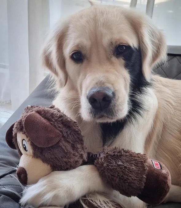 milka the golden rests in a dark gray dog bed. she looks very serious, except her front paws are wrapped around a very loved brown bear toy. her fur is a very light blond, with a beautiful splash of black along one side of her face. she also has a tiny little cowlick on the top of her noggin.