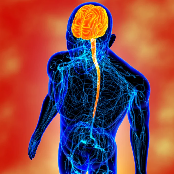 Graphic of a human body showing the brain and nervous system.