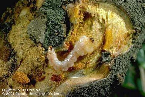 Brown mandibles are at the front of wide, flat segments followed by the majority of the segments that are half of the width of the wide segments of a creamy white Pacific flatheaded borer larva. The larva sits in a tunnel within a tree branch visible by a cross-section cut through the branch. Credit: Jack Kelly Clark, UC IPM.