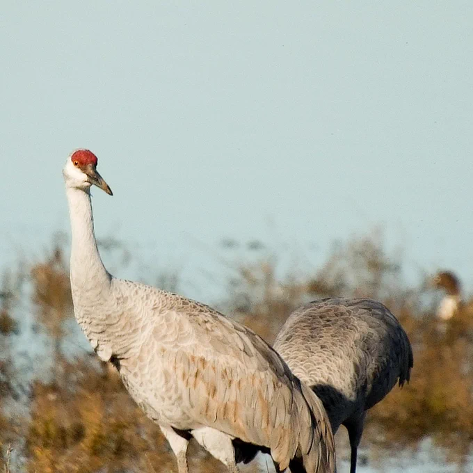 two sandhill cranes one is standing and one is grazing