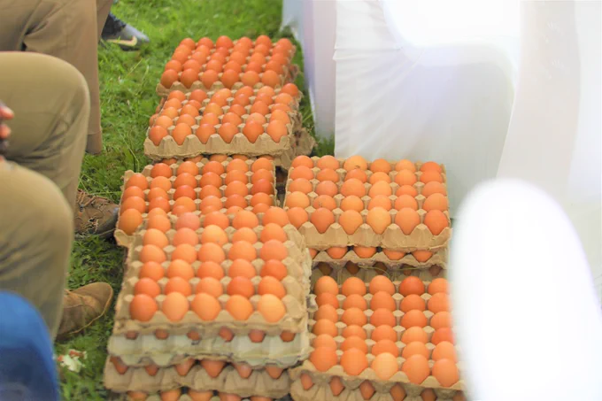 Dozens of eggs in paper crates, stacked in the grass.