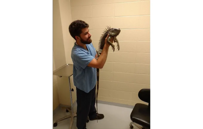 V. David Munteanu readying an iguana for data collection.