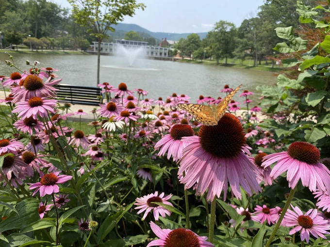 a yellow and orange butterfly sits with its wings open on a field of purple flowers. in the background are lush trees and a flowing water fountain
