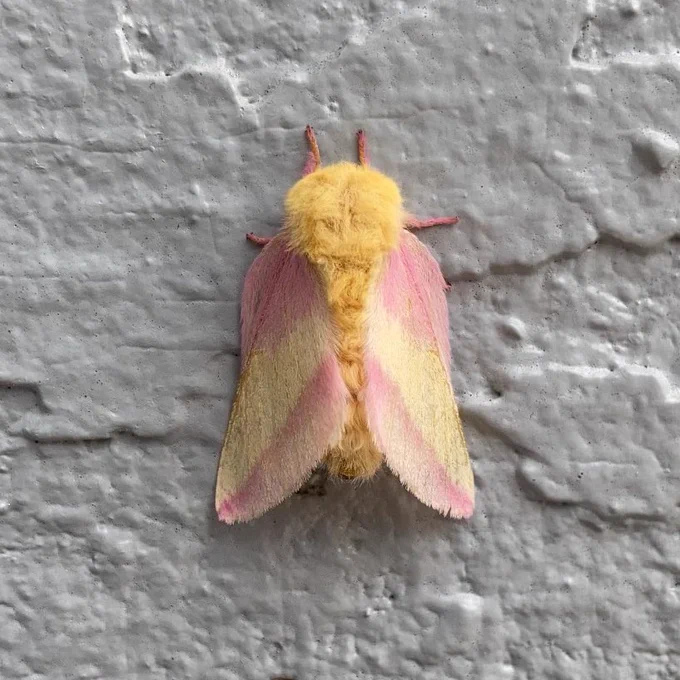Like why are you so obsessed with me? Closeup of a Rosy Maple Moth at Sleeping Bear Dunes National Lakeshore in Michigan. The species is known for its wooly body and pink and yellow coloration.