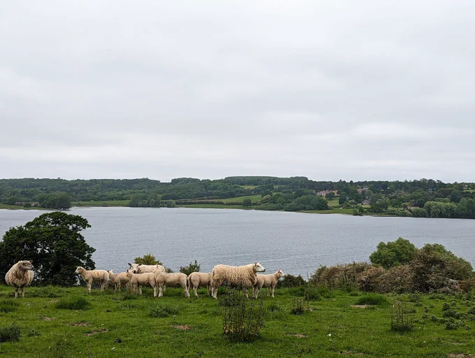 Photo of some sheep standing in a field in front of a wide lake, with more grassy hills behind the water. The sky and water are very grey, and there are ripples on the lake surface from the wind.