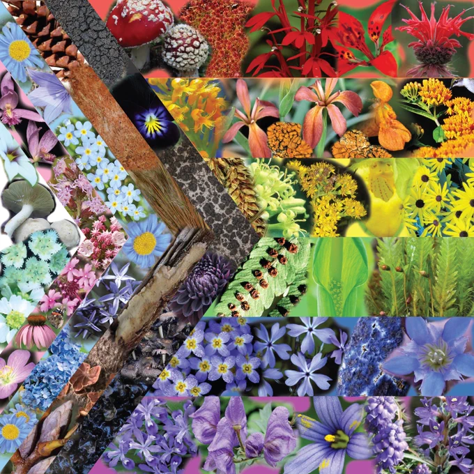 Collage of plants, lichen, and fungi forming the progress pride flag.