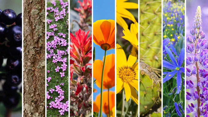 A colorful gradient of Washington state's native flowers and plants - arranged to represent an L G B T Q Plus Pride flag 
