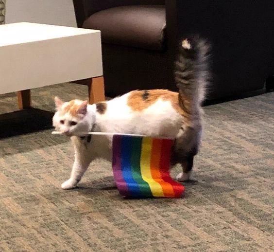 ginger and white cat carrying a pride flag in its mouth