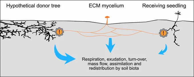 Illustration of alternative C transfer pathways from a hypothetical donor tree to a receiving seedling.