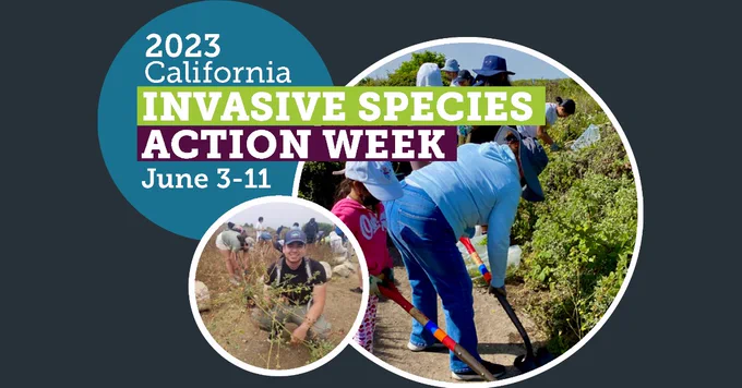 People using shovels to dig out invasive weeds. One person squats showing off the weed out of the ground. 2023 California Invasive Species Action Week June 3 to 11.