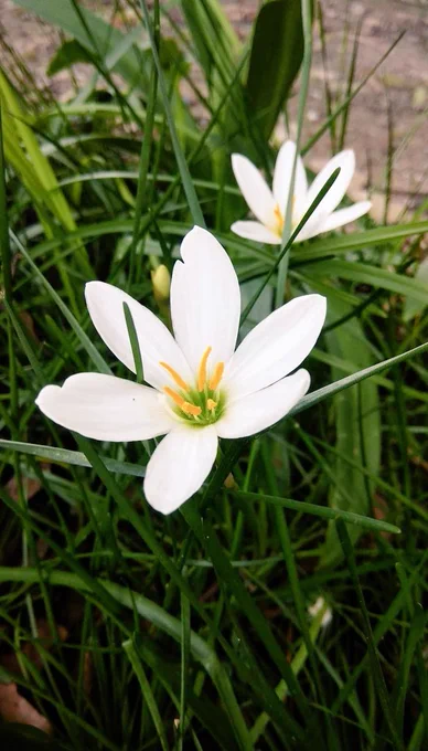 White Rain Lily