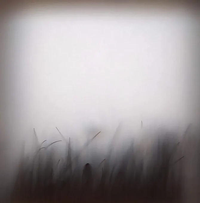 Image: an almost black-and-white photo of grasses – in fact ‘handcrafted botanicals’ – in a thick fog or pressed up against a very fine gauze • "Charys Wilson was the recipient of the Golden Thread Gallery Mentoring & Exhibition Award 2023 and we are delighted to present a new exhibition of her work in the Project Space. Working most recently in installation, Wilson looks to challenge our relationship and perception of the natural world. Her background in printmaking has influenced her current practice and recent MFA end of year exhibition.    Spaces Between consists of two large installations, created on opposite walls. The window side uses natural light to highlight handcrafted botanicals placed within the existing windows. The opposite wall consists of a black backdrop where a small illuminated green house is placed.    The plants within the window frames have been carefully handcrafted to accurately reflect the natural habitat and are modelled on plants growing at this time of…"