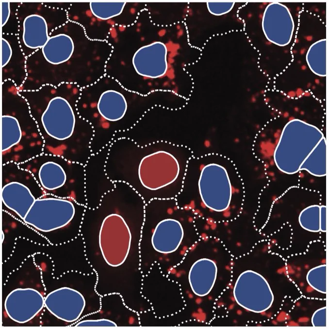 Microscopy image of segmented cells classified according to their phenotypes in the image.